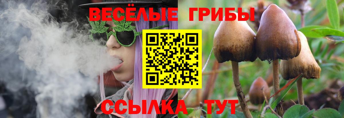 Тара  Галлюциногенные грибы MAGIC MUSHROOMS  Вход с VPN 